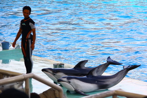 Dolphin show - Nagoya Aquarium - Japan