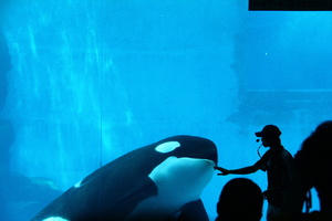 Orca assassina / Killer whale - Nagoya Aquarium - Japan