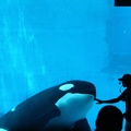 Orca assassina / Killer whale - Nagoya Aquarium - Japan