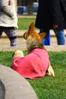 Cachorro "mendigo" / Beggar dog -Palacio de La Moneda - Santiago Chile