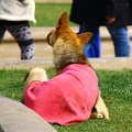 Cachorro "mendigo" / Beggar dog -Palacio de La Moneda - Santiago Chile