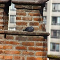 Pigeon resting / Pomba descançando
