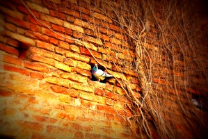 Dove on Castle wall