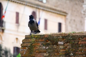 O corvo de Roma é bicolor. / The Crow Rome is bicolor.