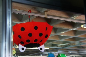 Acho que tem uma joaninha no teto / I think there's a ladybug on the ceiling