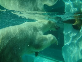Polar Bear - Ueno Zoo - Tokyo - Japan
