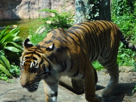 Tiger - Ueno Zoo - Tokyo - Japan