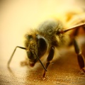 Abelha / Bee