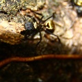 Formiga-dourada / Ants