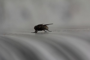 fly butt / bumbum de mosca