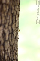 Formiga / Ant