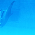 Dolphin show - Nagoya Aquarium - Japan