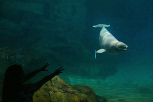 Baleia / Whale Beluga - Nagoya Aquarium - Japan