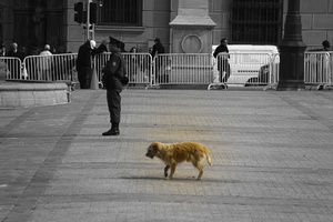 Injured dog - Palacio de La Moneda - Santiago Chile
