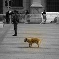 Injured dog - Palacio de La Moneda - Santiago Chile