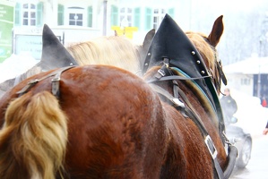 Horses on the way to Castle / Cavalos a caminho do Castelo Neuschwanstain - Fussen - Alemanha