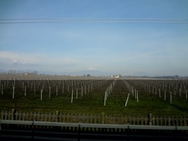 No trem, a caminho de Veneza... plantações de uva é o que não falta.