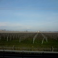 No trem, a caminho de Veneza... plantações de uva é o que não falta.