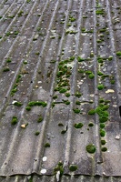 Musgos em um telhado não tão velho (cobrido uma area em recuperação)