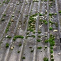 Musgos em um telhado não tão velho (cobrido uma area em recuperação)