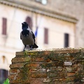 O corvo de Roma é bicolor. / The Crow Rome is bicolor.