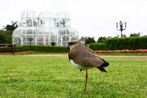 Quero-Quero no Jardim Botanico / Curitiba