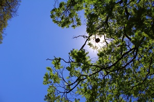 Um ninho no centro do sol! / A nest in the center of the sun