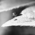 mosca agitada / fly stirred