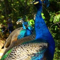 The peacock gang
