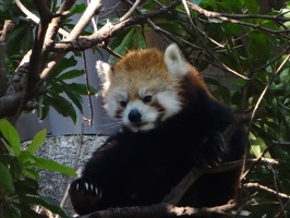 Red Panda - Ueno Zoo