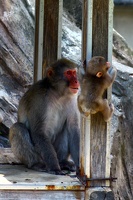 Mom and junior monkeys - Ueno Zoo - Tokyo - Japan