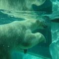 Polar Bear - Ueno Zoo - Tokyo - Japan