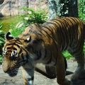 Tiger - Ueno Zoo - Tokyo - Japan