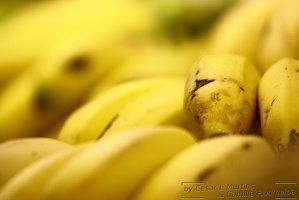 Bananas, bananas, bananas