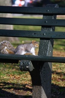 Squirrel from NY / Esquilo de NY