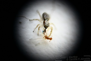 Aranha Saltadora (papa-mosca) / Jumping-Spider