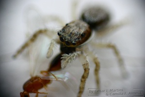 Aranha Saltadora (papa-mosca) / Jumping-Spider