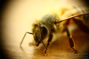 Abelha / Bee
