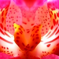 Macro : Orquidea "phoenix"
