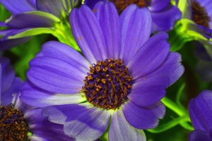 Macro: Cineraria Flor / Flower