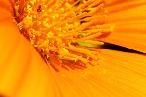Macro : Flor / Flower - Garbera
