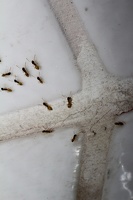 Formigas / Ants
