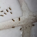 Formigas / Ants