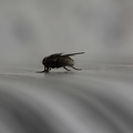fly butt / bumbum de mosca