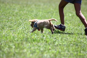 Little dog running