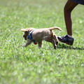 Little dog running