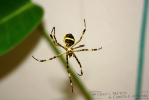 Crazy Spider!