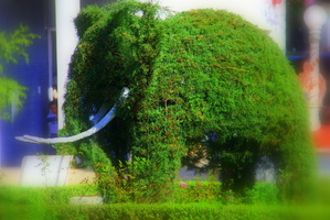 O elefante verde